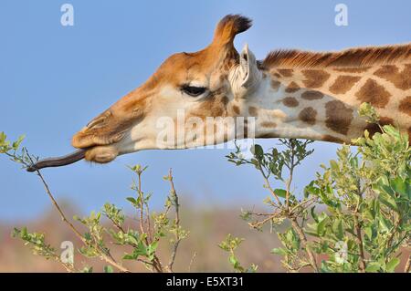 Giraffe (Giraffa camelopardalis), mangiare le foglie, Kruger National Park, Sud Africa e Africa Foto Stock