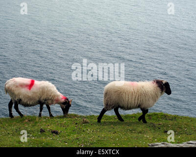 La vita sul bordo - pecore pascolano sul bordo della spettacolare Slieve League scogliere in County Donegal, Irlanda. Foto Stock
