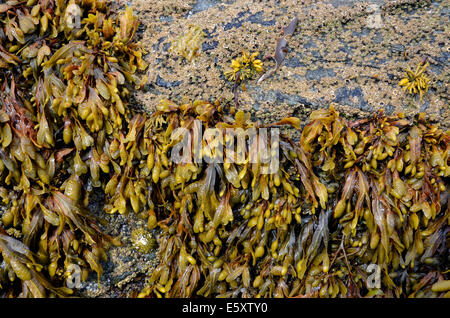 Il Fucus vesiculosus, nome comune wrack della vescica o fucus, alghe sulle rocce della costa atlantica dell'Irlanda. Foto Stock