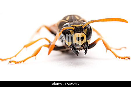 Wasp attacco con mandibole aperto bocca o su sfondo bianco macrofotografia Foto Stock