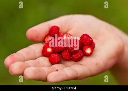 Close-up di bambini la mano con fragole contro lo sfondo di colore verde Foto Stock