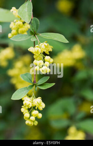 Berberis vulgaris. Unione crespino fiori. Foto Stock