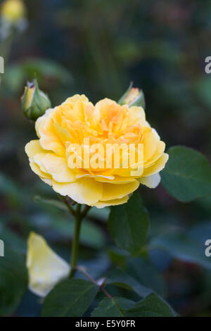 Rosa Molineux 'Ausinol'. Rosa gialla verticale. Foto Stock