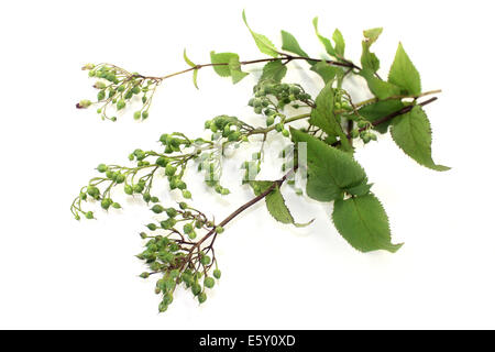 Cinese delle erbe medicinali su sfondo bianco Foto Stock