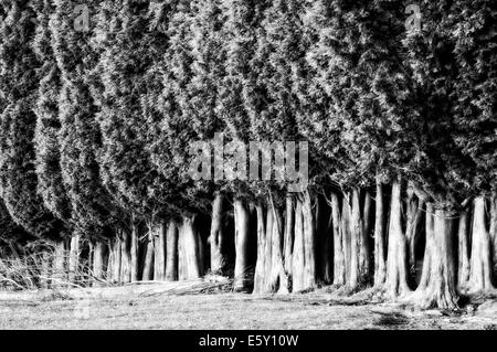 Gruppo albero di tettoie in estate Foto Stock