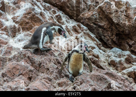 Due pinguini Humboldt nella costa peruviana in Ica Perù Foto Stock