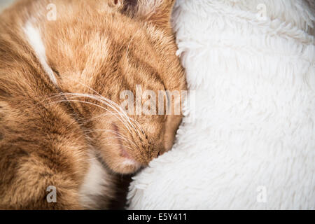 Simpatico gatto rosso che dorme sul divano accanto a una coperta Foto Stock