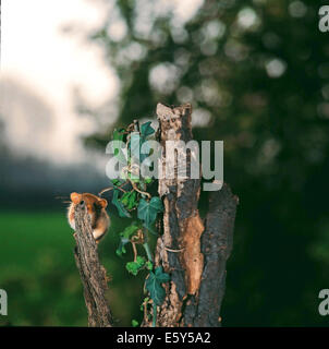 Mimica- Hazel ghiro (Muscardinus avellanarius) celata dietro a un ramo di un vecchio albero tronco Foto Stock