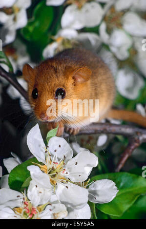 Hazel ghiro (Muscardinus avellanarius) tra i fiori di un albero di pera Foto Stock