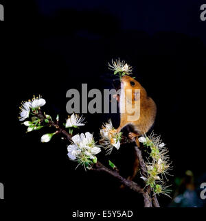 Hazel o Moscardino (Muscardinus avellanarius) sul ramo della wild pear tree blooming Foto Stock