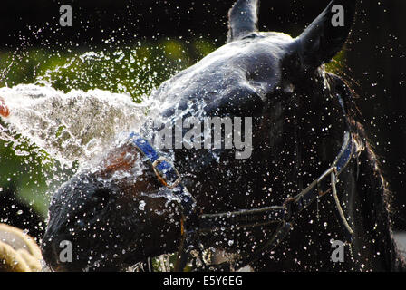 Un colore marrone scuro cavallo ha una doccia nella giornata di sole. L'acqua schizza intorno a testa del cavallo. Il cavallo gli occhi chiusi in un piacere. Foto Stock