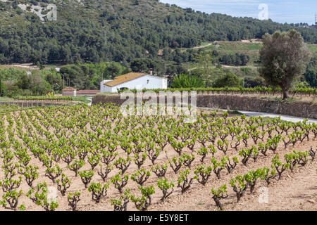 Vilafranca del Penedes,Catalogna,Spagna Foto Stock