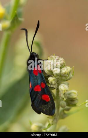 Cinque-spot Burnett (Zygaena trifolii) Foto Stock