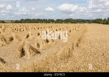 Vale of Pewsey, Wiltshire, Regno Unito. Il 7 agosto, 2014. In tutto il Regno Unito, è tempo di mietitura e continua il buon estate meteo in Gran Bretagna è leader al di sopra della media raccolto di grano rese. Qui nella pittoresca Valle di Pewsey vicino al villaggio di Marden, Devizes, Wiltshire nel sud ovest dell'Inghilterra, Regno Unito, golden mature grano che è stato raccolto è stato legato in in covoni e impilati in incantevole e tradizionale stooks, reminiscenza di un vecchio stile di metodi di allevamento e di paesaggio rurale scene di un epoca passata; giovedì 7 agosto 2014. Foto Stock