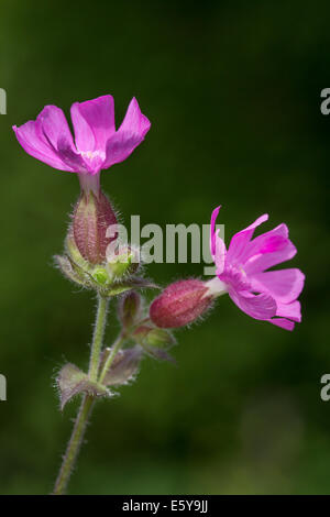 Red campion (Silene dioica / Melandrium rubrum / Lychnis diurna) in fiore Foto Stock
