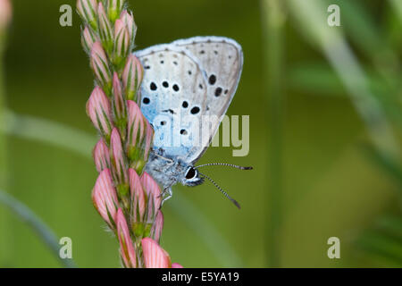 Grande Blu (Phengaris arion) farfalla Foto Stock