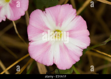 Campo Centinodia (Convolvulus arvense) fiore Foto Stock