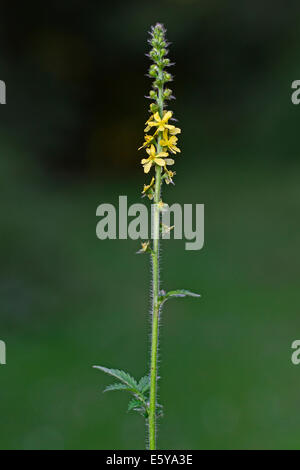 Agrimony comune / chiesa guglie / sticklewort (Agrimonia eupatoria) in fiore Foto Stock
