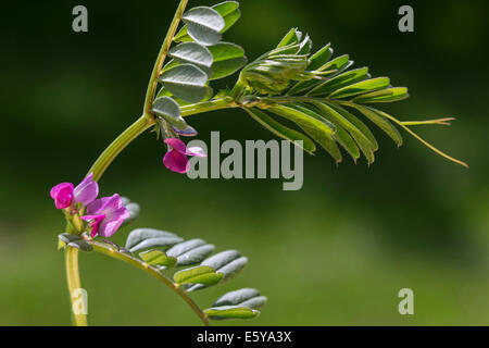 Comune di veccia (Vicia sativa subsp. sativa) in fiore Foto Stock