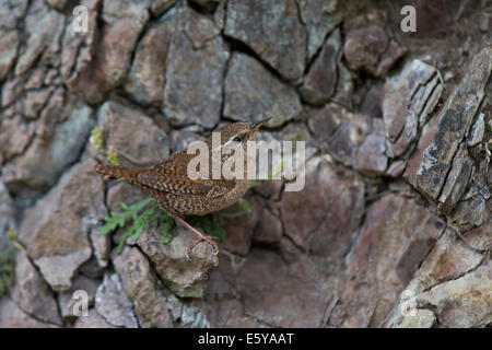 Shetland Wren, Troglodytes troglodytes zetlandicus tornando a nido Foto Stock