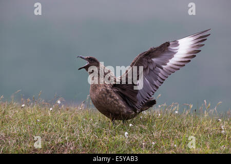 Grande Skua, Stercorarius skua visualizzazione Foto Stock