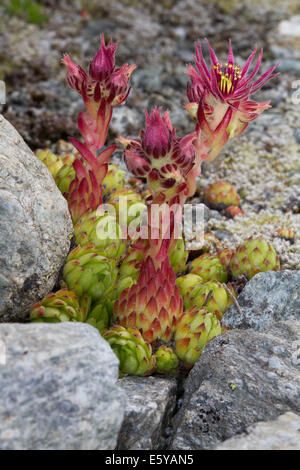 Montane semprevivo (Sempervivum montanum) Foto Stock
