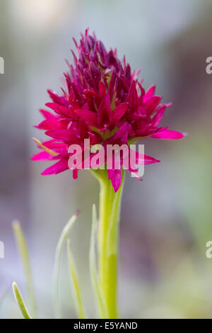 Black Vanilla Orchid (Nigritella nigra agg.) Foto Stock