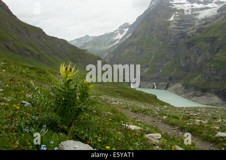 Spiniest Thistle (Cirsium spinosissimum) su un pendio alpino affacciato su un lago glaciale Foto Stock