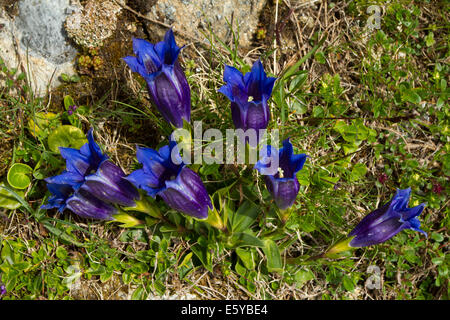 La Clusius genziana (Gentiana clusii) Foto Stock