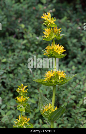 Grande giallo (genziana lutea Gentiana) Foto Stock