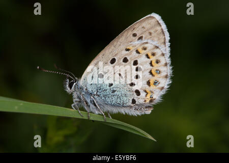Idas blu (Plebejus idas) farfalla Foto Stock