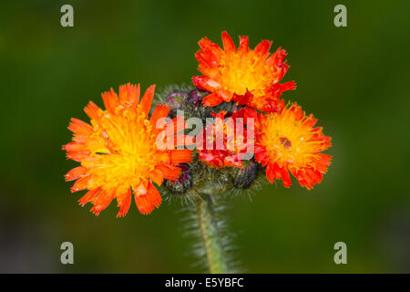 Fox-e-cubs (Hieracium aurantiacum) Foto Stock