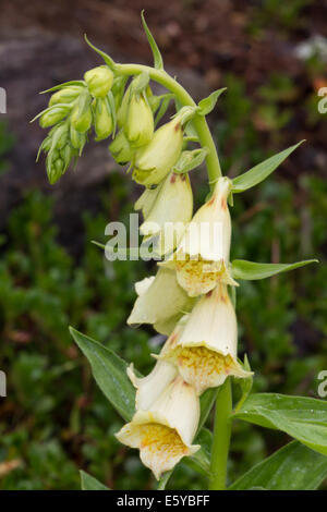 Grande giallo Foxglove (Digitalis grandiflora) Foto Stock