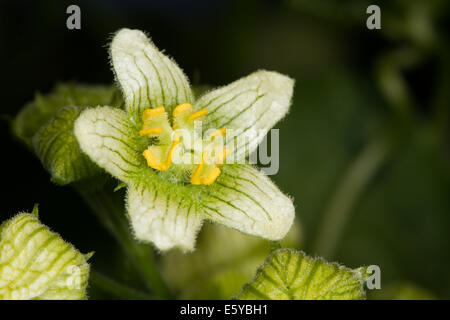 White Bryony (Bryonia dioica) fiore Foto Stock