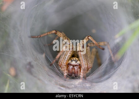 Vivaio-web spider (Agelena labyrinthica) in agguato presso l'ingresso del suo ritiro sul web Foto Stock