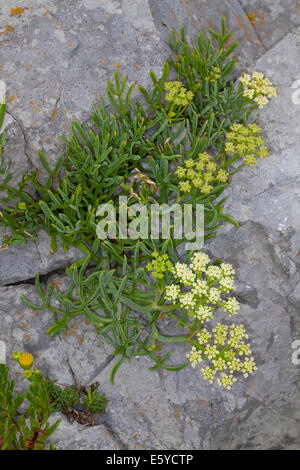 Rock Samphire (Crithmum maritimum) Foto Stock