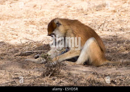 Red monkey, aka Patas monkey, dancing monkey rosso, ussaro scimmia, scimmia militare, rosso guenon, Langue de Barbarie National Park, Senegal Foto Stock