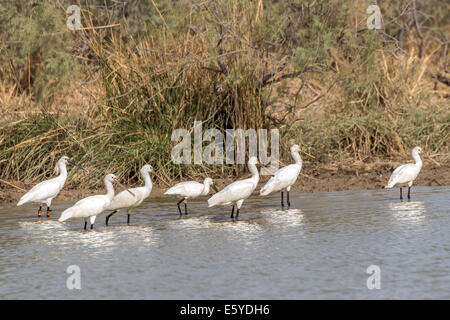 Piumaggio da riproduzione per adulti (con anello) e spatola eurasiatica immatura, Platalea leucorodia, nota anche come spatola comune, Santuario nazionale degli uccelli di Djoudj, Senegal Foto Stock