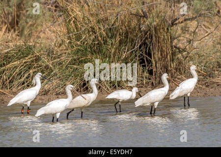 Piumaggio da riproduzione per adulti (con anello) e spatola eurasiatica immatura, Platalea leucorodia, nota anche come spatola comune, Santuario nazionale degli uccelli di Djoudj, Senegal Foto Stock