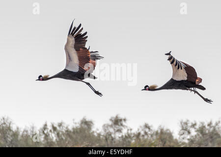 Gru incoronata nera, Baleari pavonina, conosciuta anche come la gru crestata nera, Djoudj National Bird Sanctuary, Senegal Foto Stock