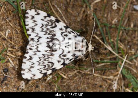 Archi nero (Lymantria monacha f. eremita) Foto Stock