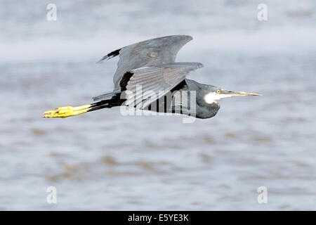 L'airone nero, Egretta ardesiaca, conosciuto anche come l'egreo nero, sta per atterrare in acqua, Fimela, delta di Sine Saloum, Senegal Foto Stock