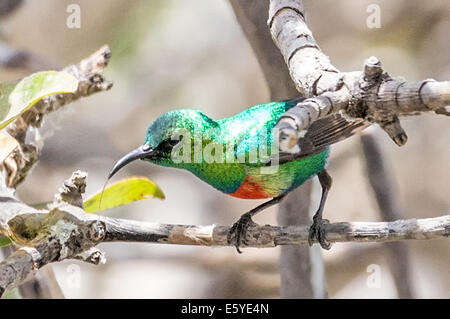 Maschio, bella sunbird, Cinnyris pulchella, alimentazione Fimela, Sine Saloum delta, Senegal Foto Stock