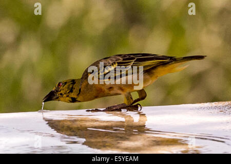 Village Weaver, Ploceus cucullatus, conosciuto anche come il tessitore spotted-backed o tessitore nero-testa, bere, bordo della piscina, Fimela, Sine Salo Foto Stock