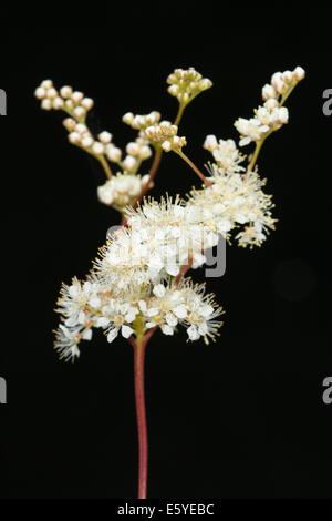 Olmaria (Filipendula ulmaria) Foto Stock