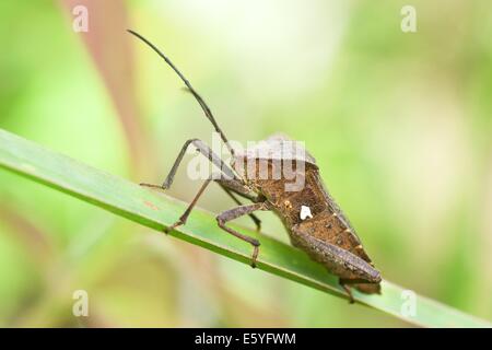 Coreidae (o foglia-footed bug) è una grande famiglia di prevalentemente insetti erbivori che appartengono in hemipteran Foto Stock