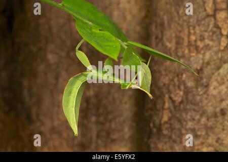 Phyllium westwoodii è un fasmide insetto (Ordine Phasmatodea) appartenenti alla famiglia Phylliidae (insetti foglia). Foto Stock