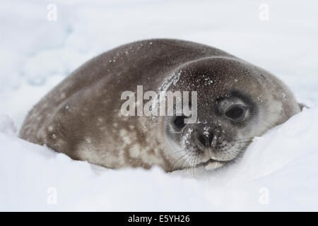 Guarnizione di Weddell pup giacente nella neve dell'inverno in Antartide Foto Stock