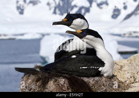 Coppia di blue-eyed shags Antartico seduta nel nido Foto Stock