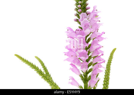 Physostegia rosa selvaggio fiore Foto Stock